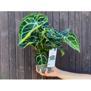 Antúria kryštálova (Anthurium crystallinum) ´KARMA CRYSTAL´ - výška 25-30 cm, kont. C1,5L 